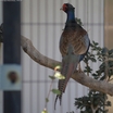 Green Pheasant